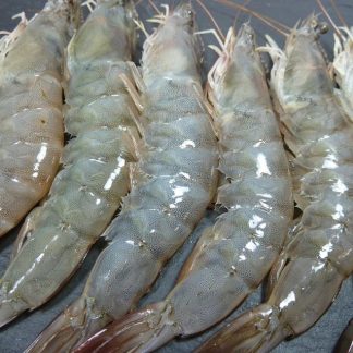 Langostinos Enteros Premium Calibre U7(Precios por Libra)/ Jumbo Whole Praws-U7 Grade (Price per Pound)